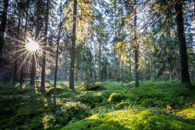 Solig skogsglänta med mossa. Aurinkoinen metsä, jossa paljon sammalta.