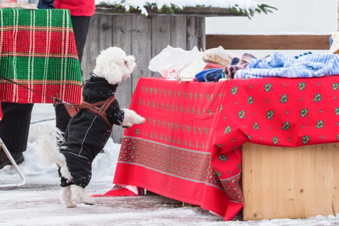 hund på julmarknad