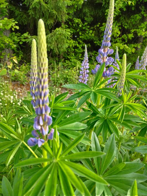 Blommande lupin